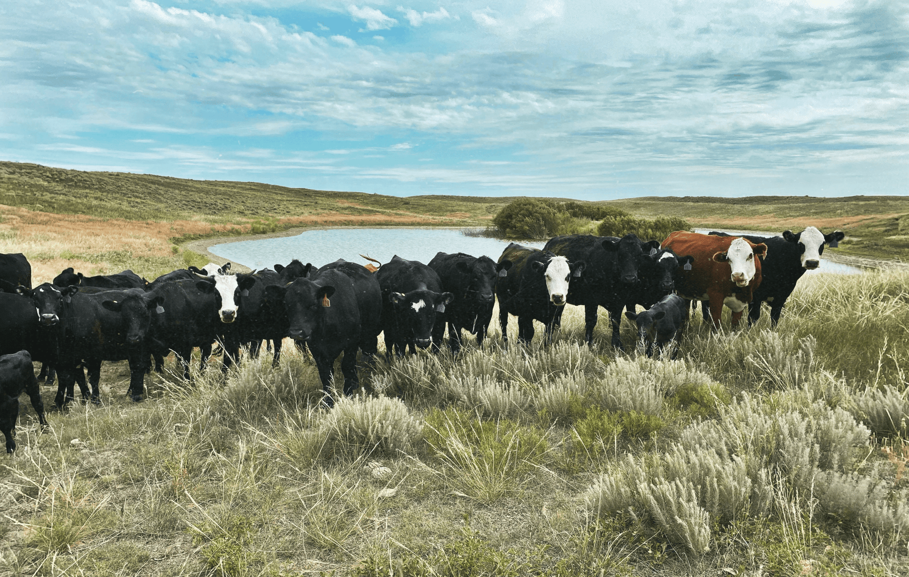 10 Books and Resources for Rotational Grazers - Powerflex