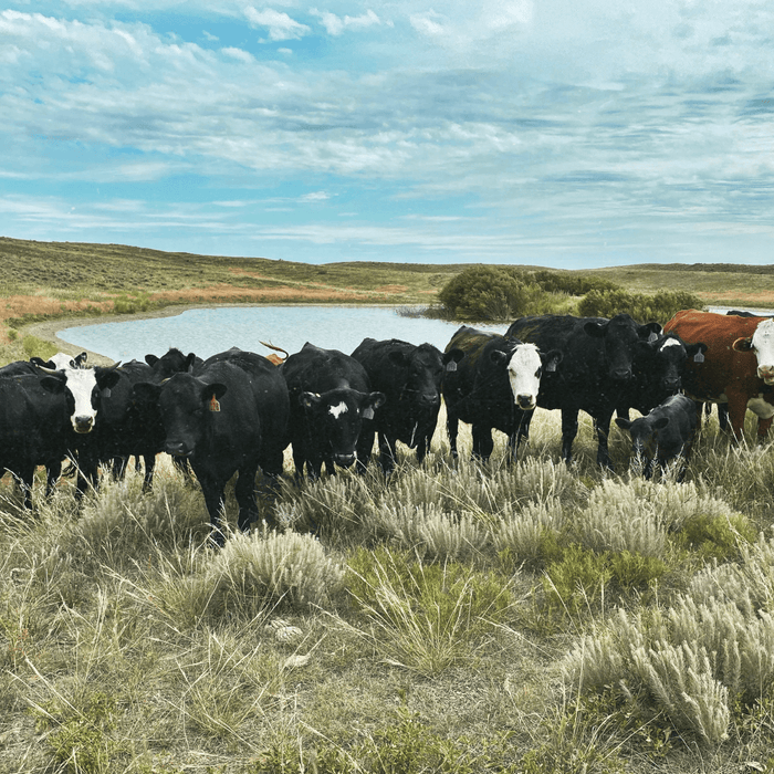 10 Books and Resources for Rotational Grazers - Powerflex