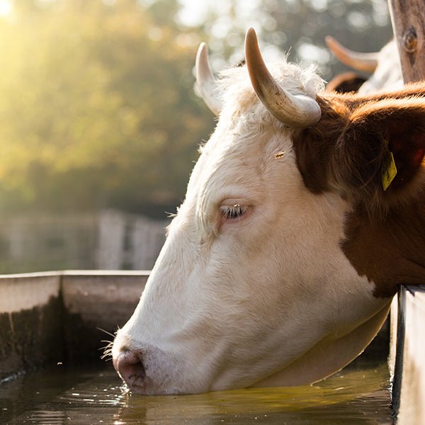 Livestock Watering Supplies - Powerflex