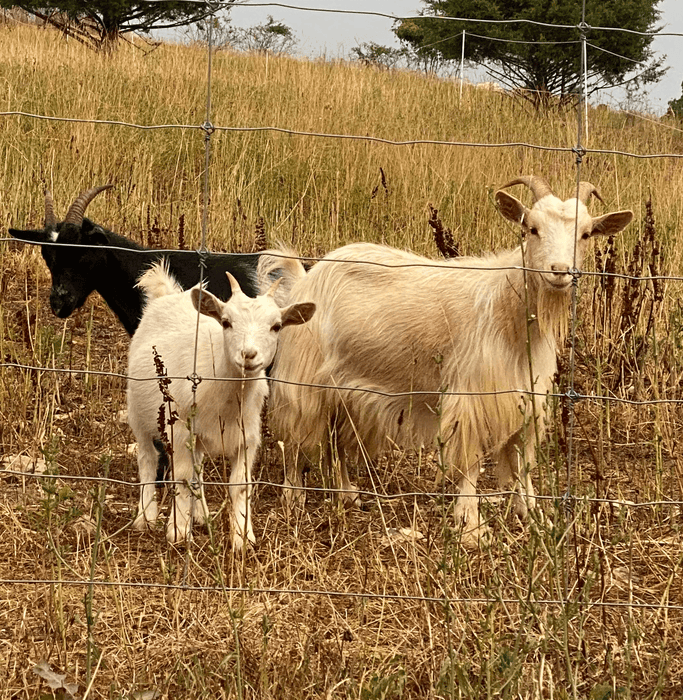 Powerflex Livestock Guardian Fence – Hi Tensile Woven Wire | Powerflex