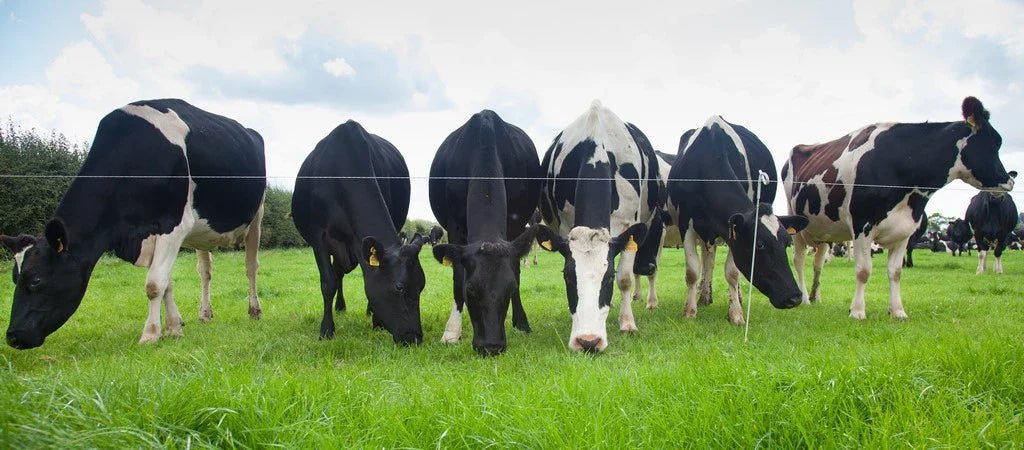 Is Your Grazing System Performing the Way It Should? - Powerflex
