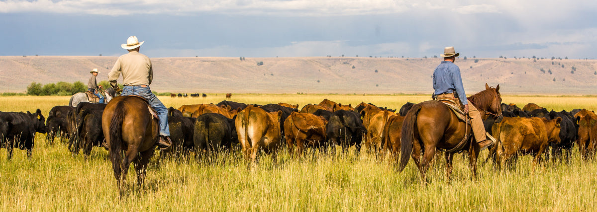 Cows and ranchers in the pasture