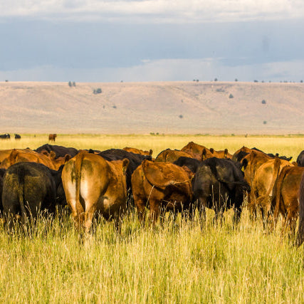 Cows and ranchers in the pasture