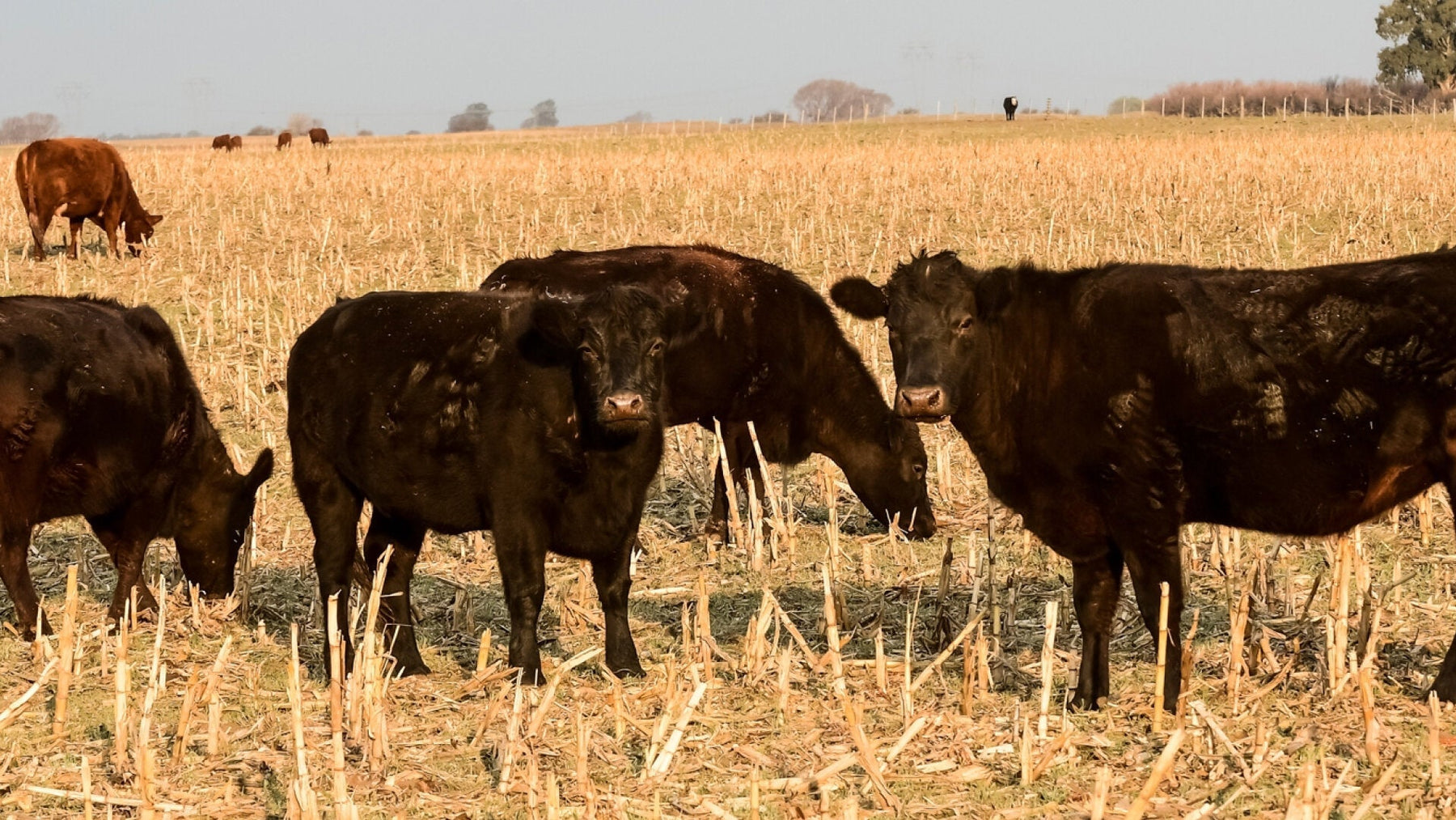 Grazing Corn Stalks with Livestock - Powerflex