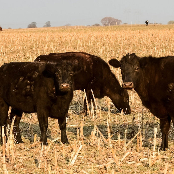 Grazing Corn Stalks with Livestock - Powerflex