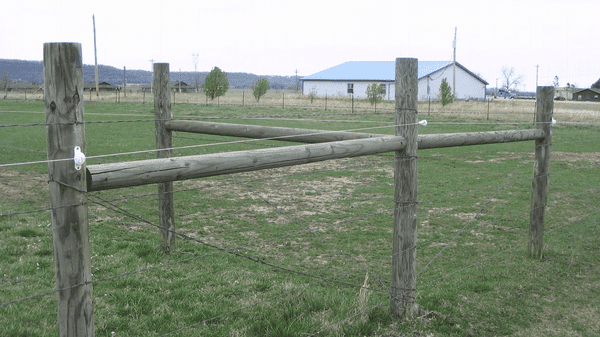 What Ranchers Notice First When They Change How They Manage Pasture - Powerflex