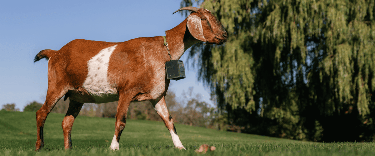 Virtual Fence for Cattle: How Nofence Collars Work (and When They Make Sense) - Powerflex