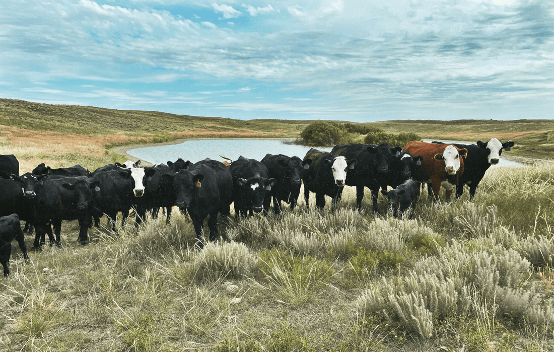 10 Books and Resources for Rotational Grazers - Powerflex