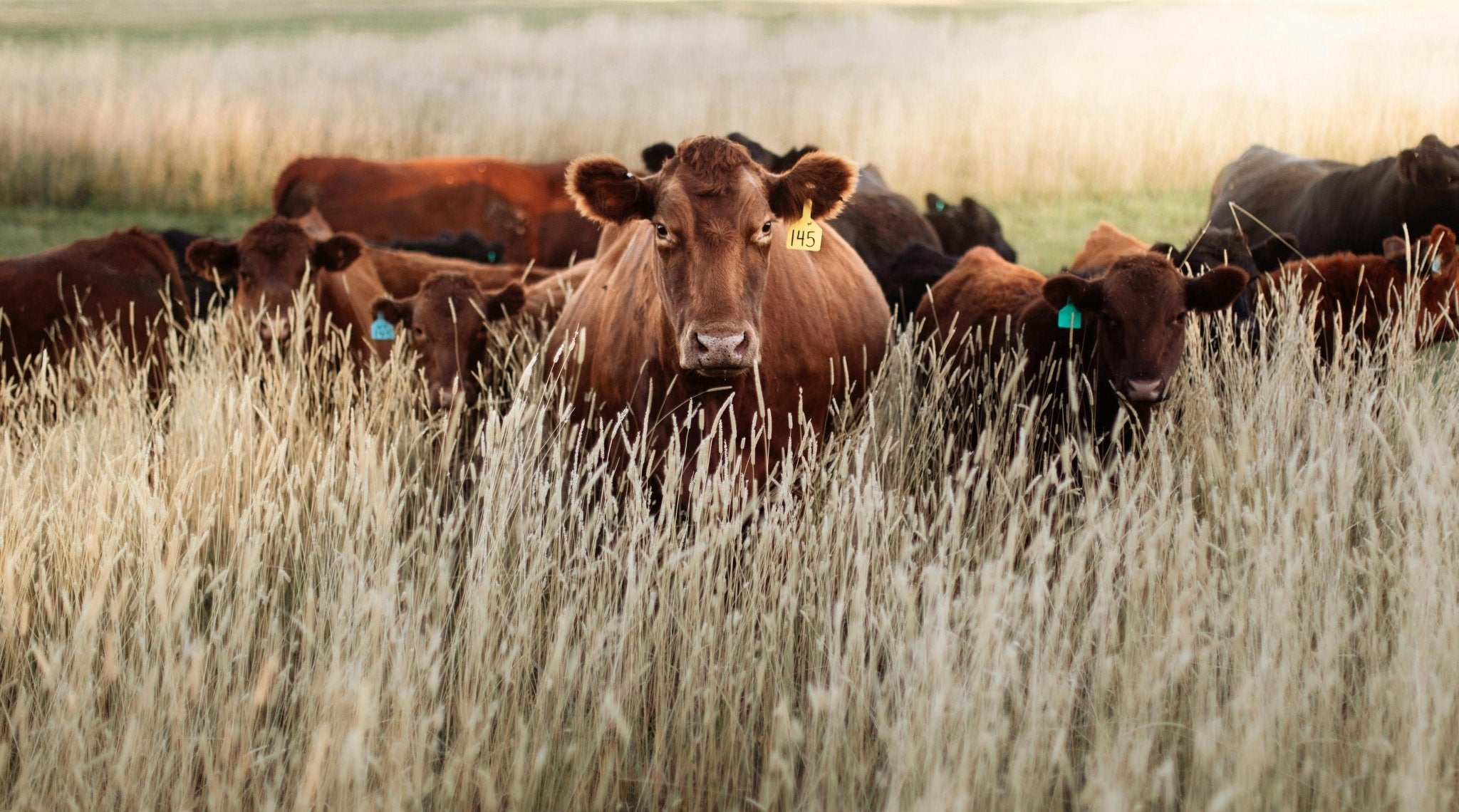 Rotational Grazing Basics: What Actually Changes on a Working Ranch - Powerflex