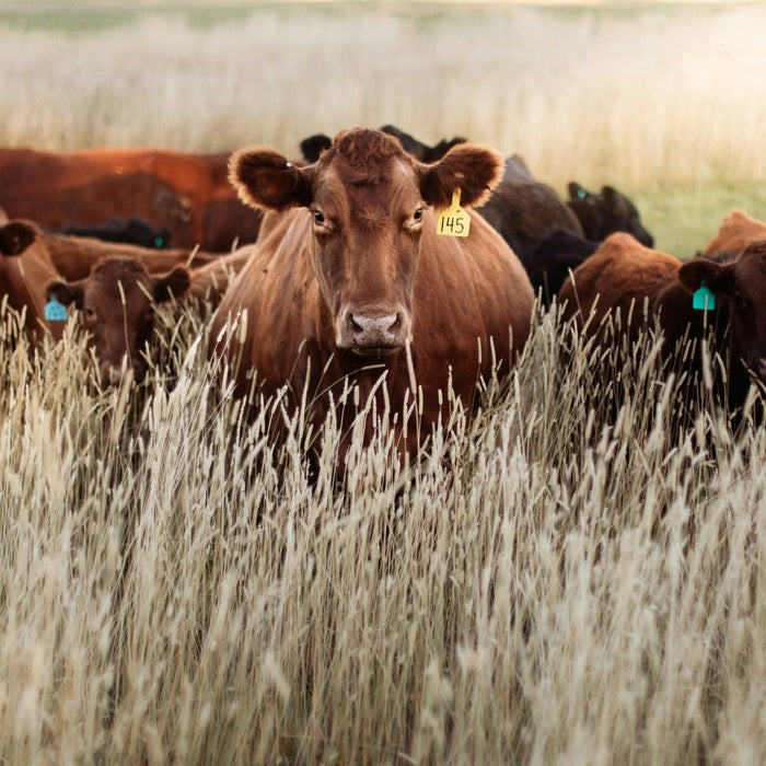 Rotational Grazing Basics: What Actually Changes on a Working Ranch - Powerflex