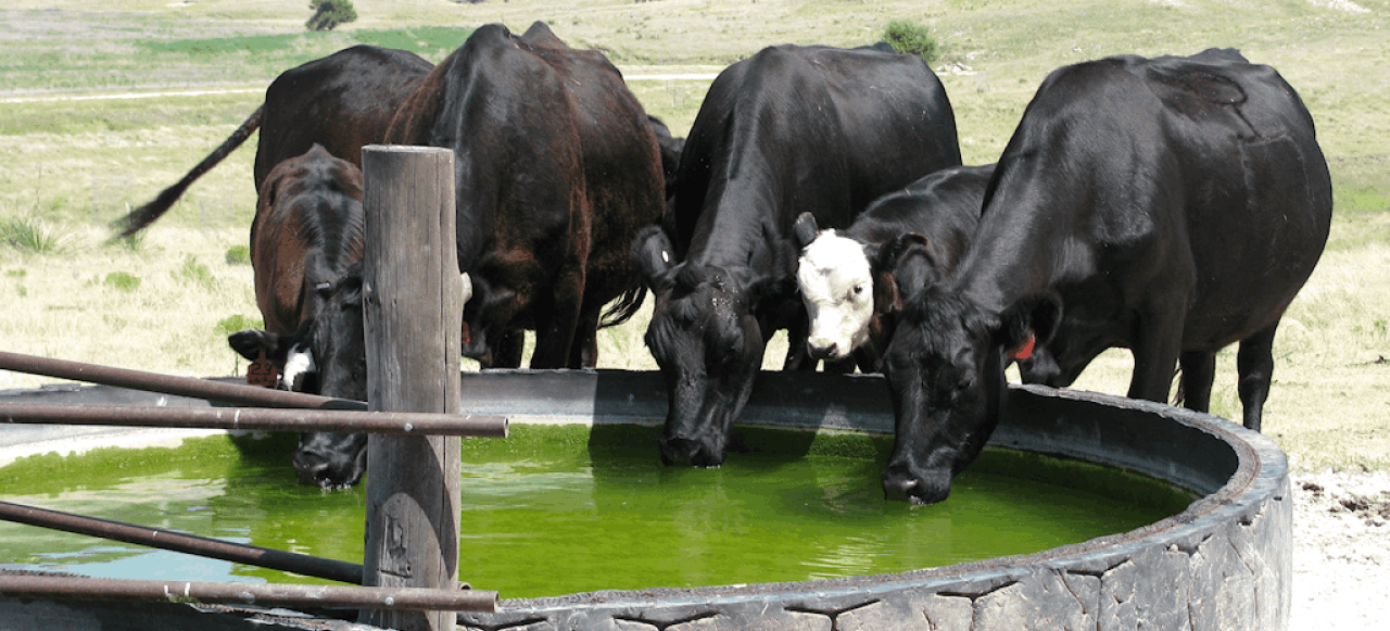 Livestock Watering System Tips and Tricks - Powerflex