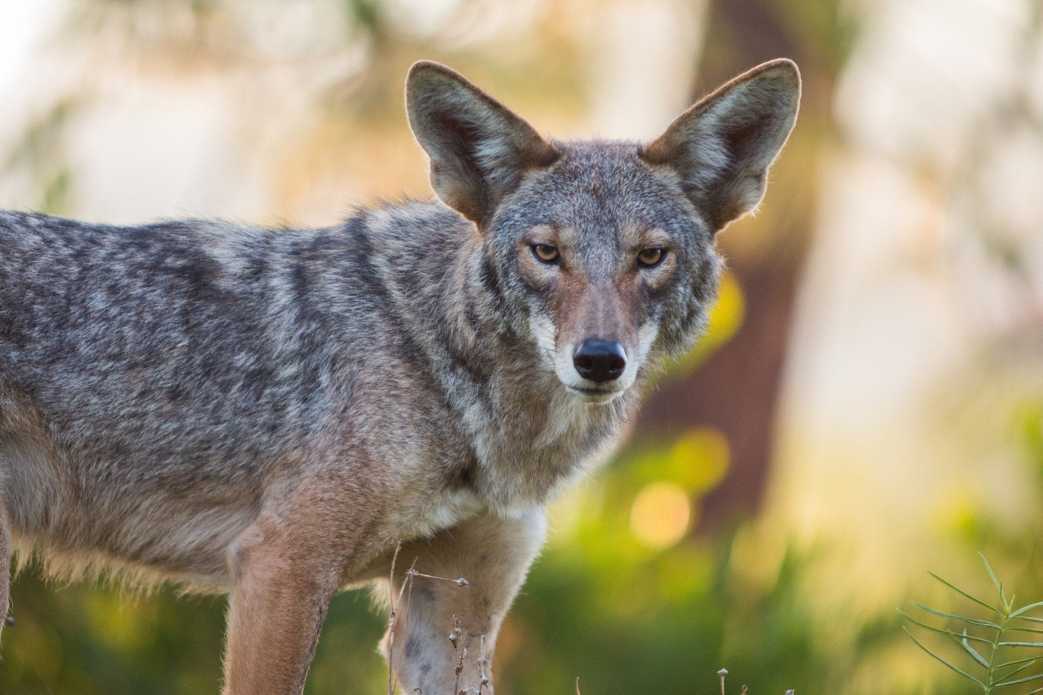 Predator Control Do's and Don'ts - Powerflex