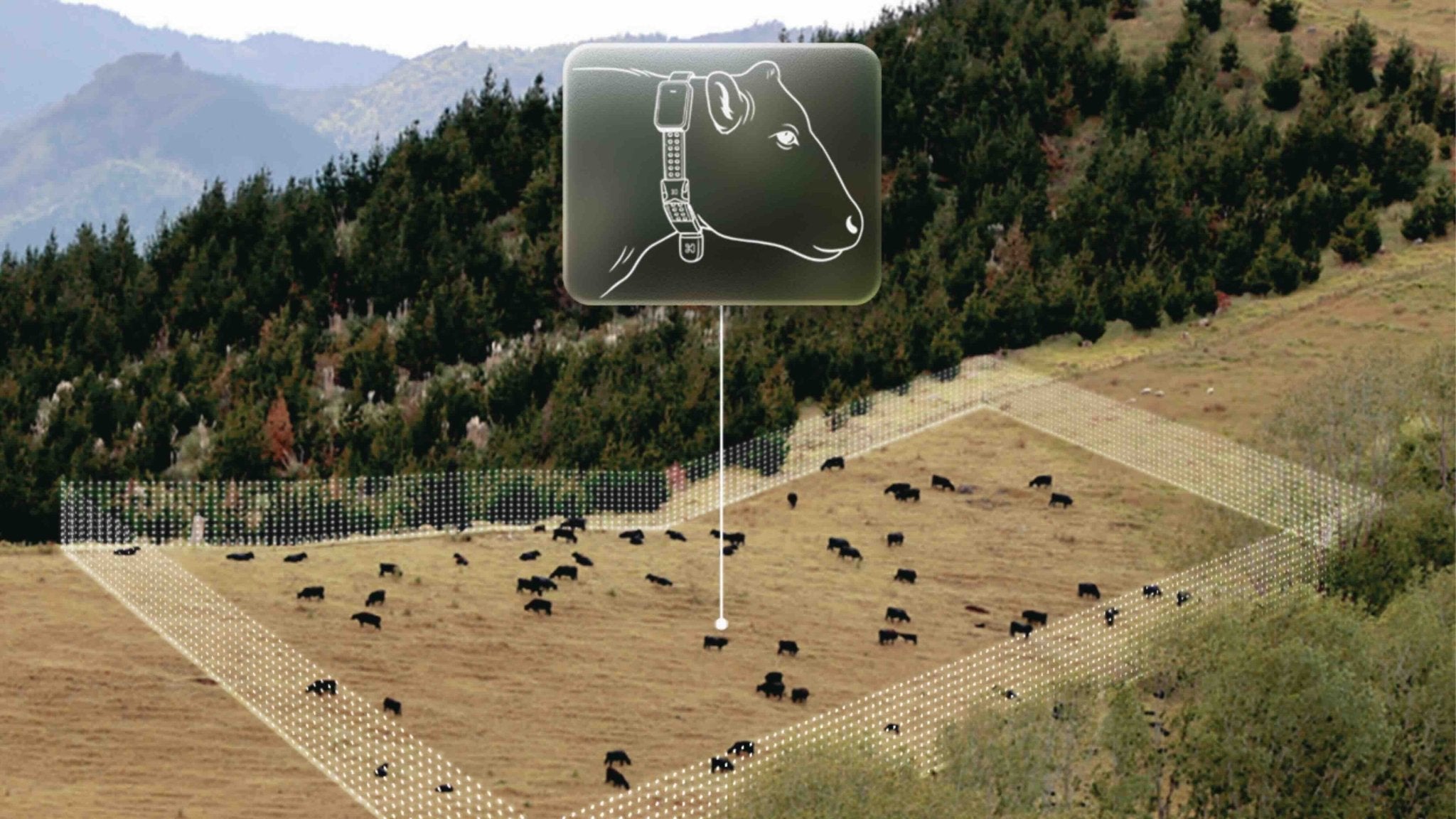 Virtual Fence for Livestock: A Quick Overview of Pros, Cons & Where It Actually Works - Powerflex