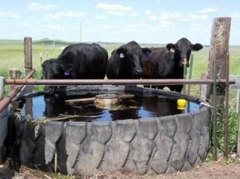 How Water Placement Impacts Animal Performance - Powerflex