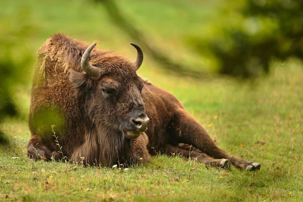 Bison sitting in grass