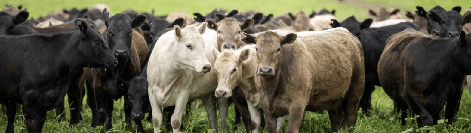 GRAZIER'S CONNECTION | September 2023 - Powerflex