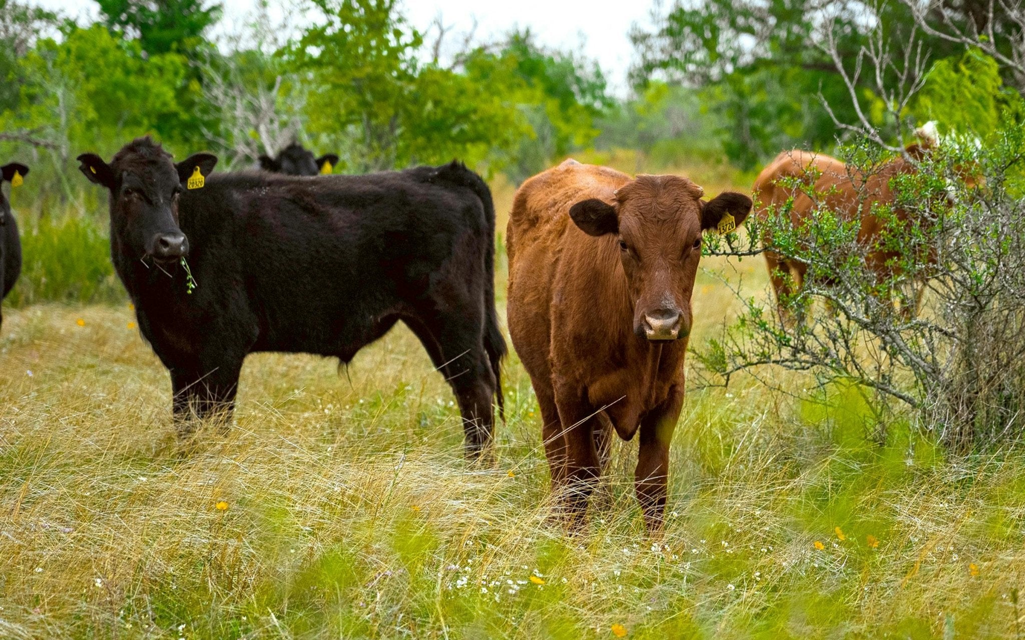 Cattle - Powerflex
