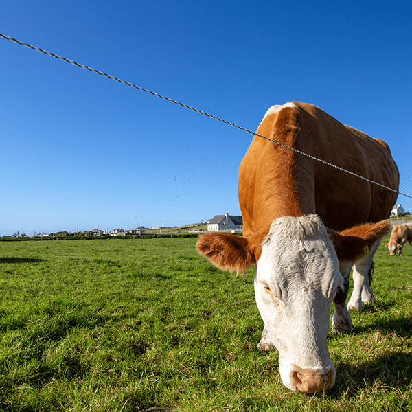 Electric Fencing - Powerflex