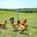 Poultry Netting - Powerflex