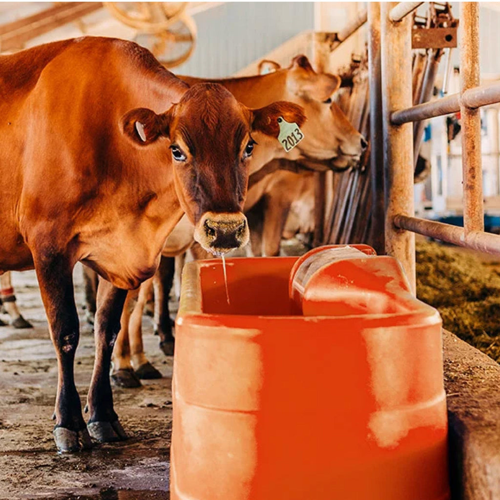 Tusker 7' Dairy Waterer