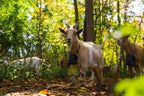 Nofence Sheep & Goat GPS Collar