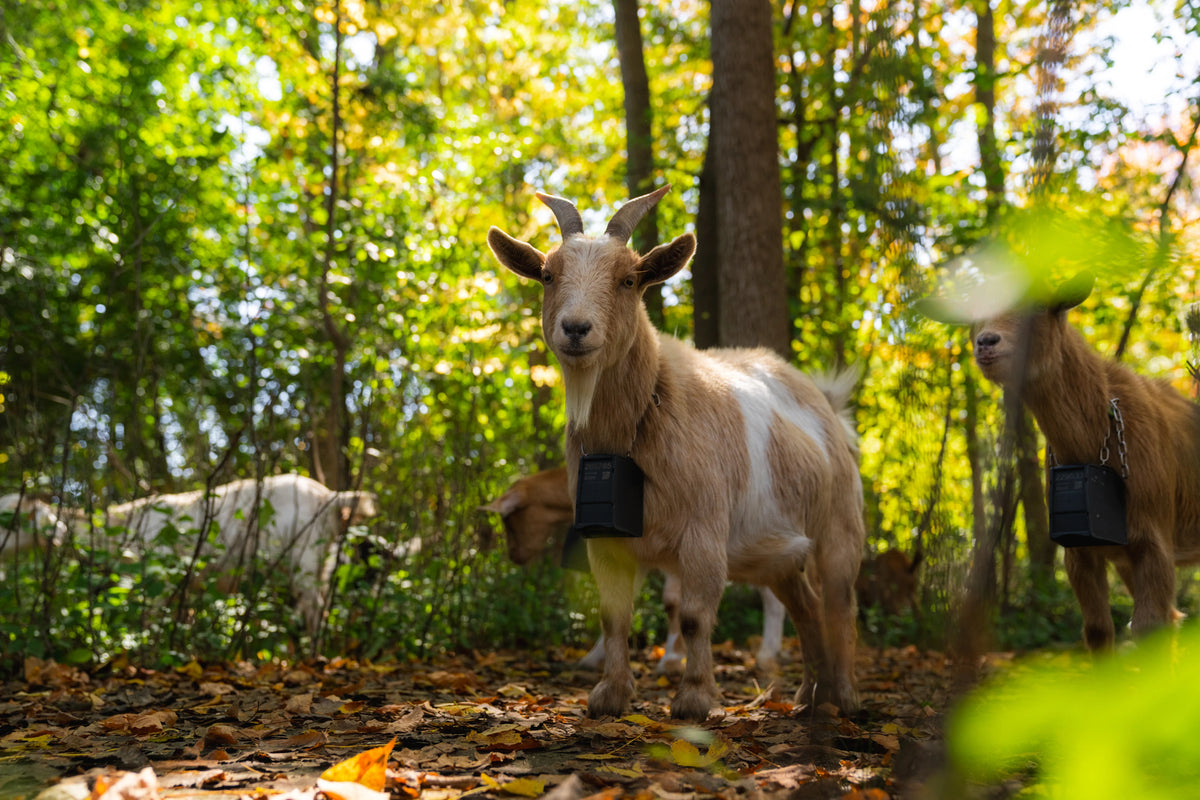 Nofence Sheep & Goat GPS Collar