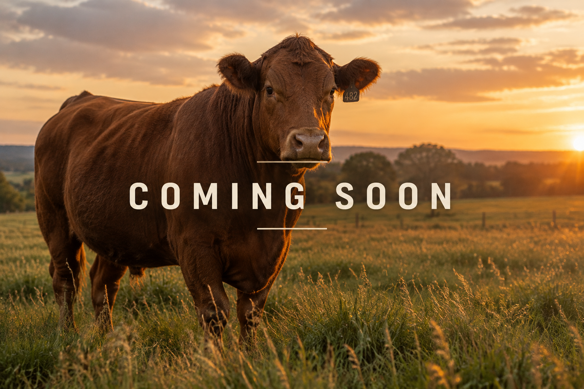Nofence Cattle GPS Collar