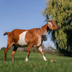 Nofence Sheep & Goat GPS Collar