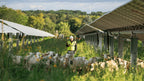 Nofence Sheep & Goat GPS Collar
